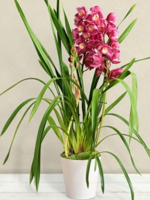 CYMBIDIUM